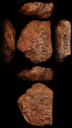 N5259