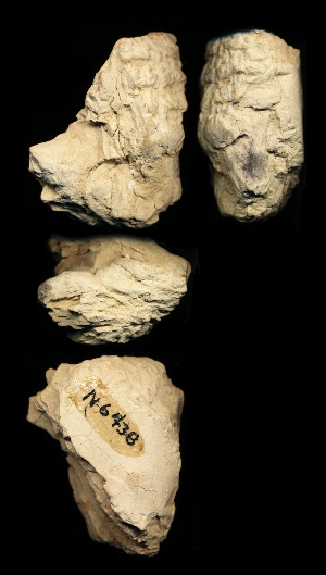 N6438