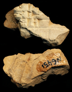 N6451
