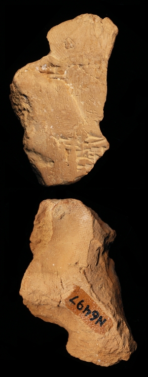 N6497