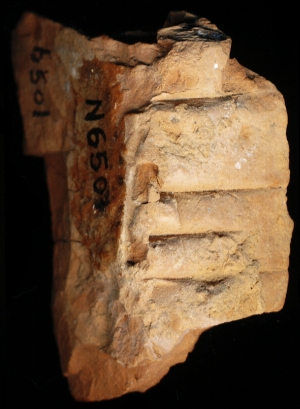N6501