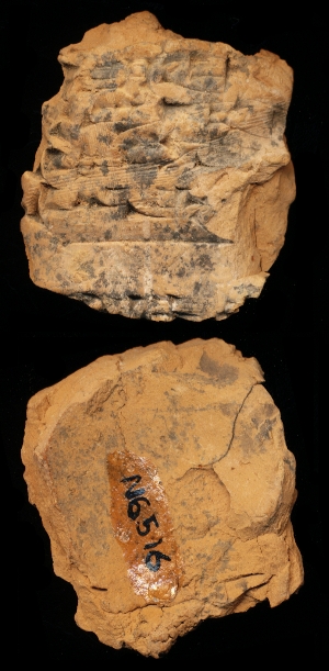 N6516