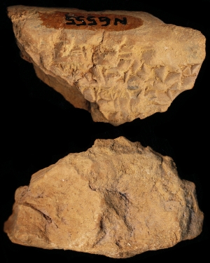 N6555