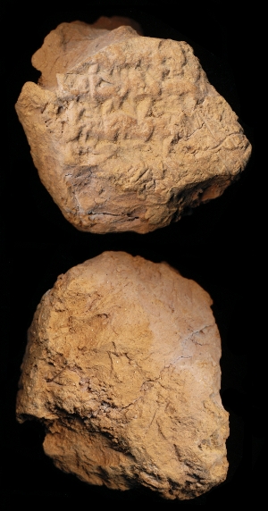 N6556