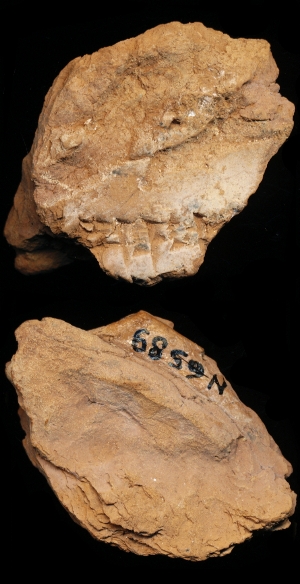N6589