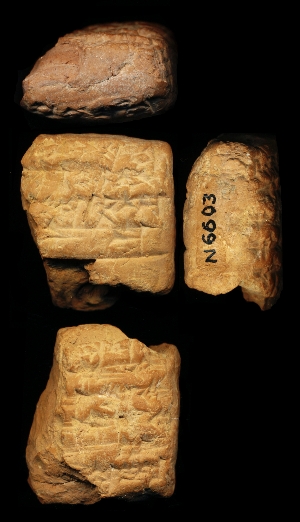 N6603