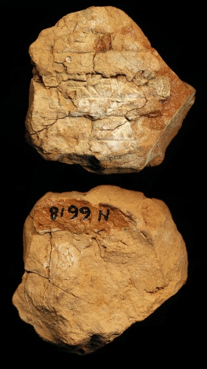 N6618
