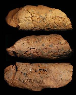 N6619