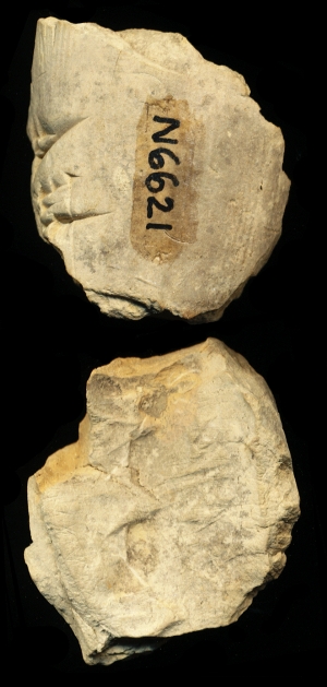N6621