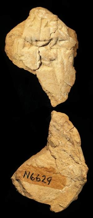 N6629
