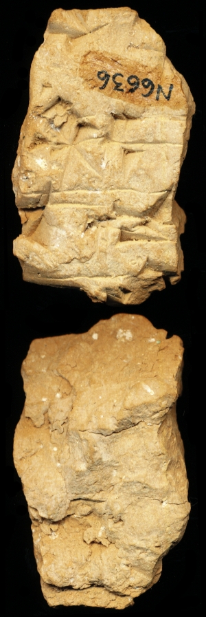 N6636
