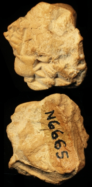 N6665