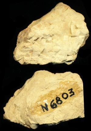 N6803