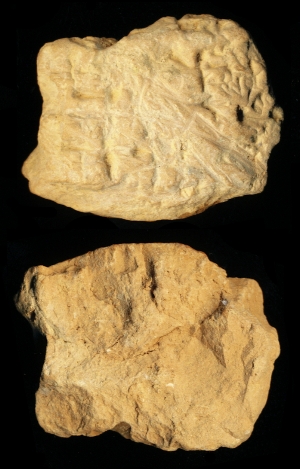 N6816