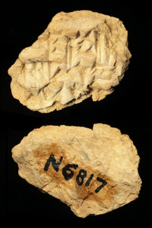 N6817