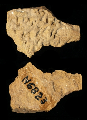 N6823