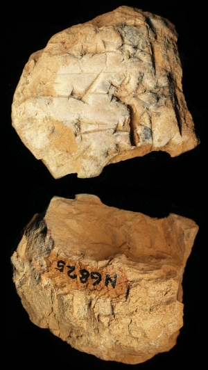 N6825