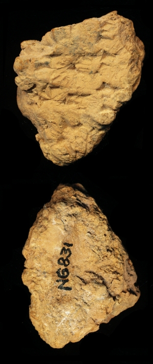 N6831