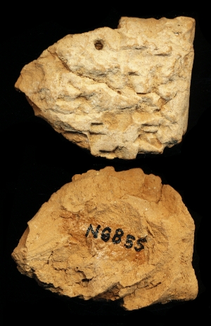 N6855