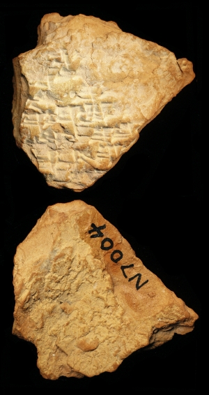 N7004