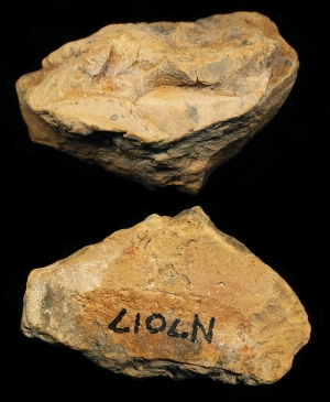 N7017