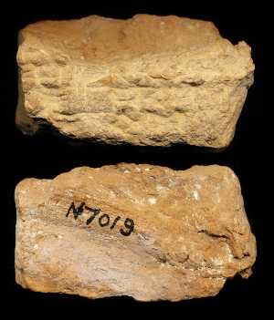 N7019