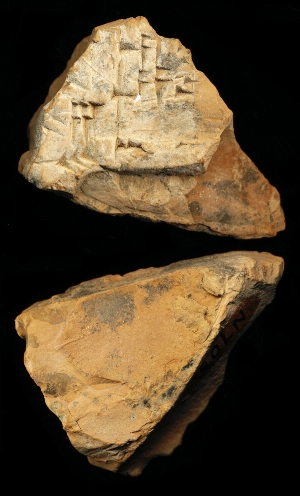 N7031