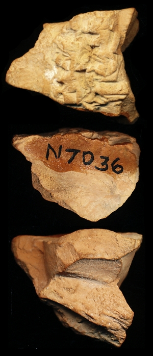 N7036