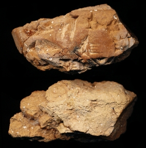 N7094