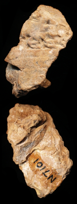 N7101