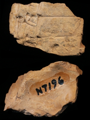 N7196