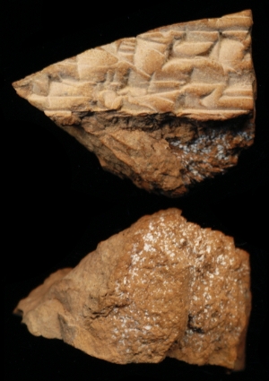 N7217