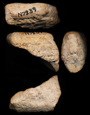 N7239