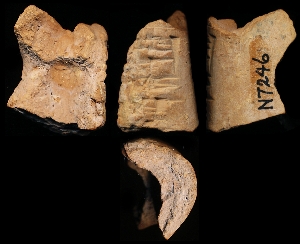 N7246