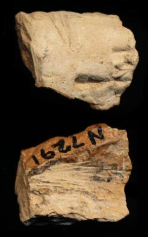 N7291