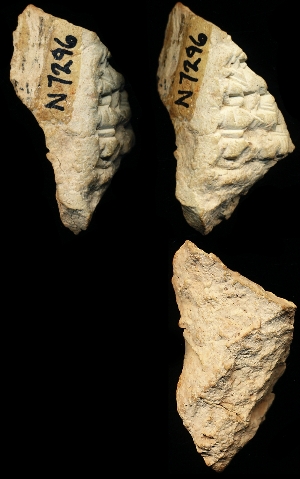 N7296