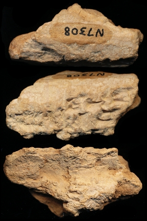 N7308