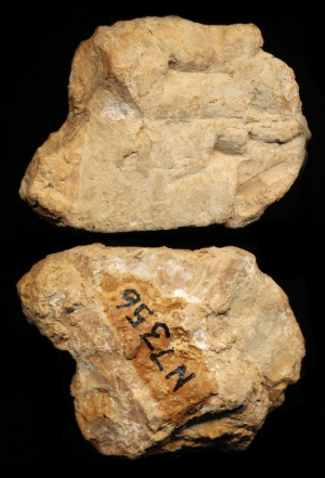 N7356