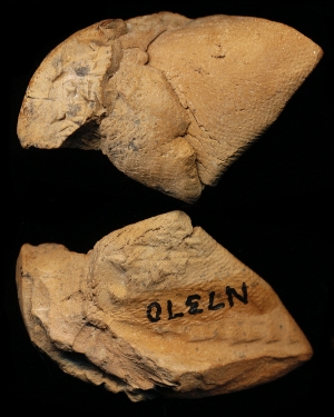 N7370
