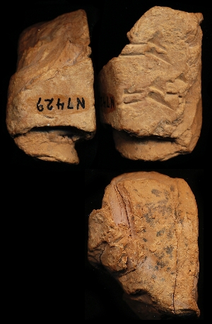 N7429