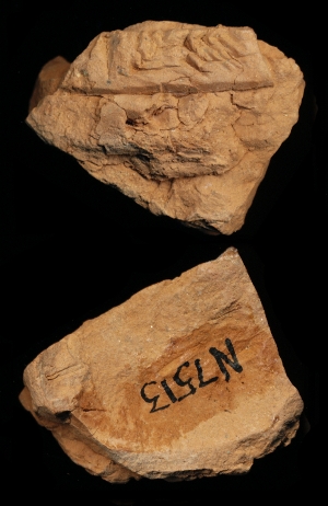 N7513