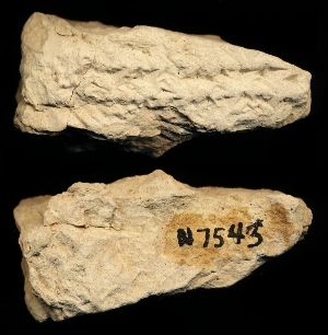 N7543