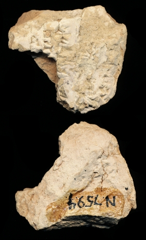 N7594
