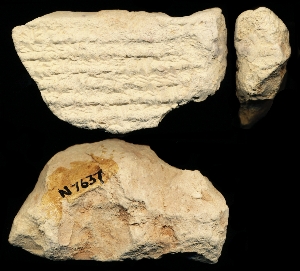 N7637