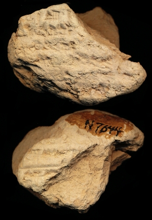 N7644