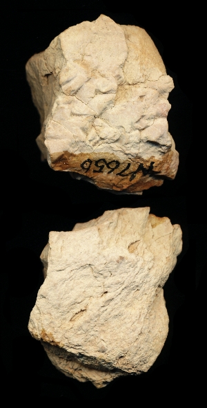 N7656