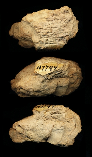 N7744