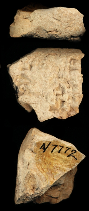 N7772