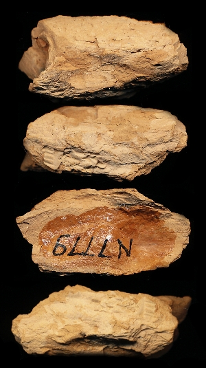N7779