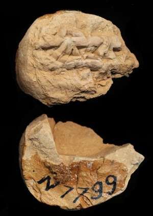 N7799